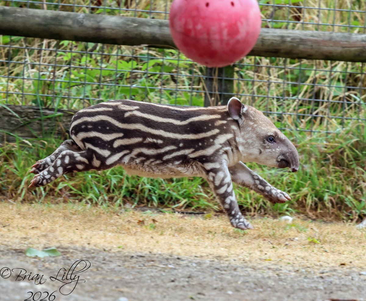 brglilly's tweet photo. Chana the Brazilian Tapir and her beautiful calf @DartmoorZoo #tapir #mammals https://t.co/1DyBayKyHe