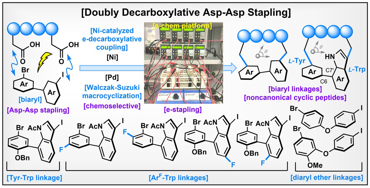 NakamuraGroup's tweet photo. "Doubly Decarboxylative Asp-Asp Stapling” appearing today in @ChemRxiv  : https://t.co/Tqmy1EGlxw
Collaboration with @nagata_yuuya https://t.co/aGGJHM2Mou