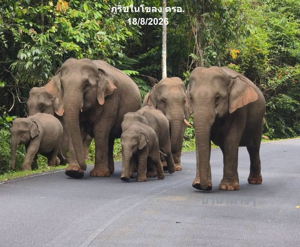 LUStVyKVKN6srFR's tweet photo. วันนี้ 🐘🦣🌳🥰🤗 สมาชิกครบโขลง ตรอ.
แม่ขนายเดินนำแม่น้อยสโรชา น้องโอมากาเสะ น้องกระทิง น้องโอลีฟ แม่เปี๊ยะ พี่โอริโอ้ปิดท้ายพี่พลายภูริช พี่ชายน้องต้นกล้า🥰😊
📷18/8/69
📍กม.28 ฝั่งปราจีน
#โขลงตรอ
Cr: เพจช้างยิ้ม/เพจนานาต่างๆ
#หลงรักช้างน้อย🐘🥰
#คนรักช้างป่า🐘🦣🌳 
GolfyTT ☕️ https://t.co/ja1rmBvjqy