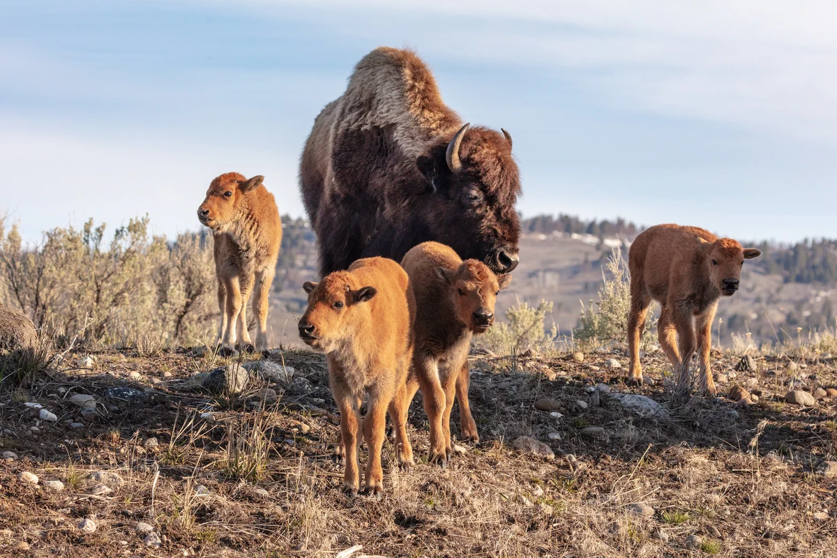 A large adult bison and four baby bison travel over a small dirt hill scattered in brush and rocks. 