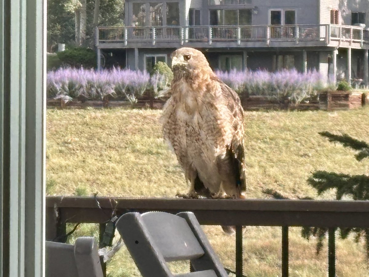 nicolebrca's tweet photo. This guy landed on our deck rail today #RedTailedHawk #EvergreenCO https://t.co/TTl28l4V1s