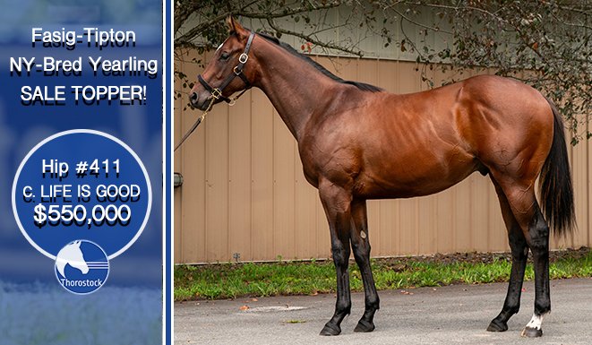 ThorostockLLC's tweet photo. 🔵 Nick and John joined forces with @miguelmclement yesterday to secure the @FasigTiptonCo @nytbreeders Yearling Sale Topper - Hip #411, this stunning colt by @WinStarFarm's Life Is Good!
#StockUp #SallustoKimmel https://t.co/aF8fdusXMi
