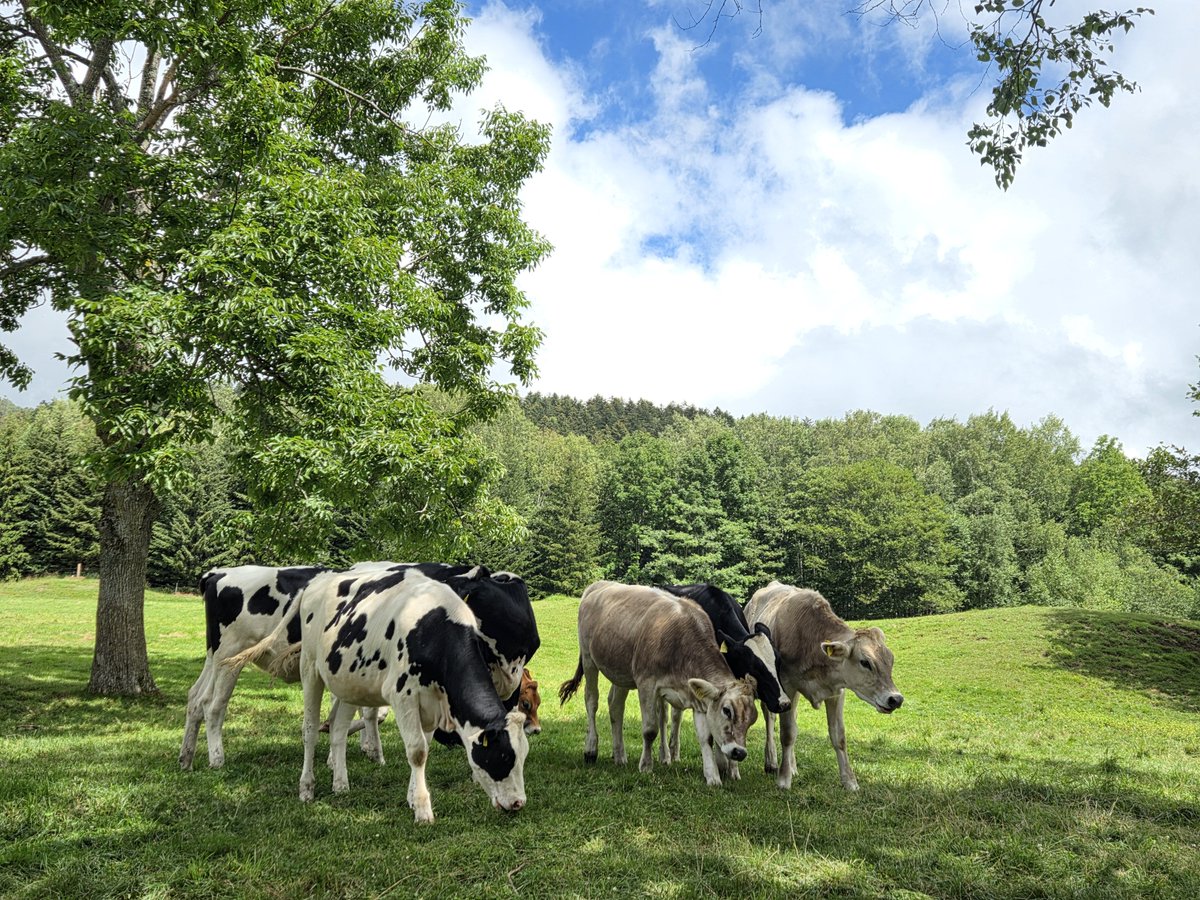 ekimemo_kinako's tweet photo. 北海道旅最終日
帯広周辺は雨が降っていたので、日帰りで星野リゾートトマムで過ごしました(^∇^)/
ファームエリアでは、とうきびフェスがやっていたので焼きと蒸しの食べ比べをしました🌽✨
半日楽しんだ後新千歳空港から帰宅しました✈️ https://t.co/2rduZAzkqh