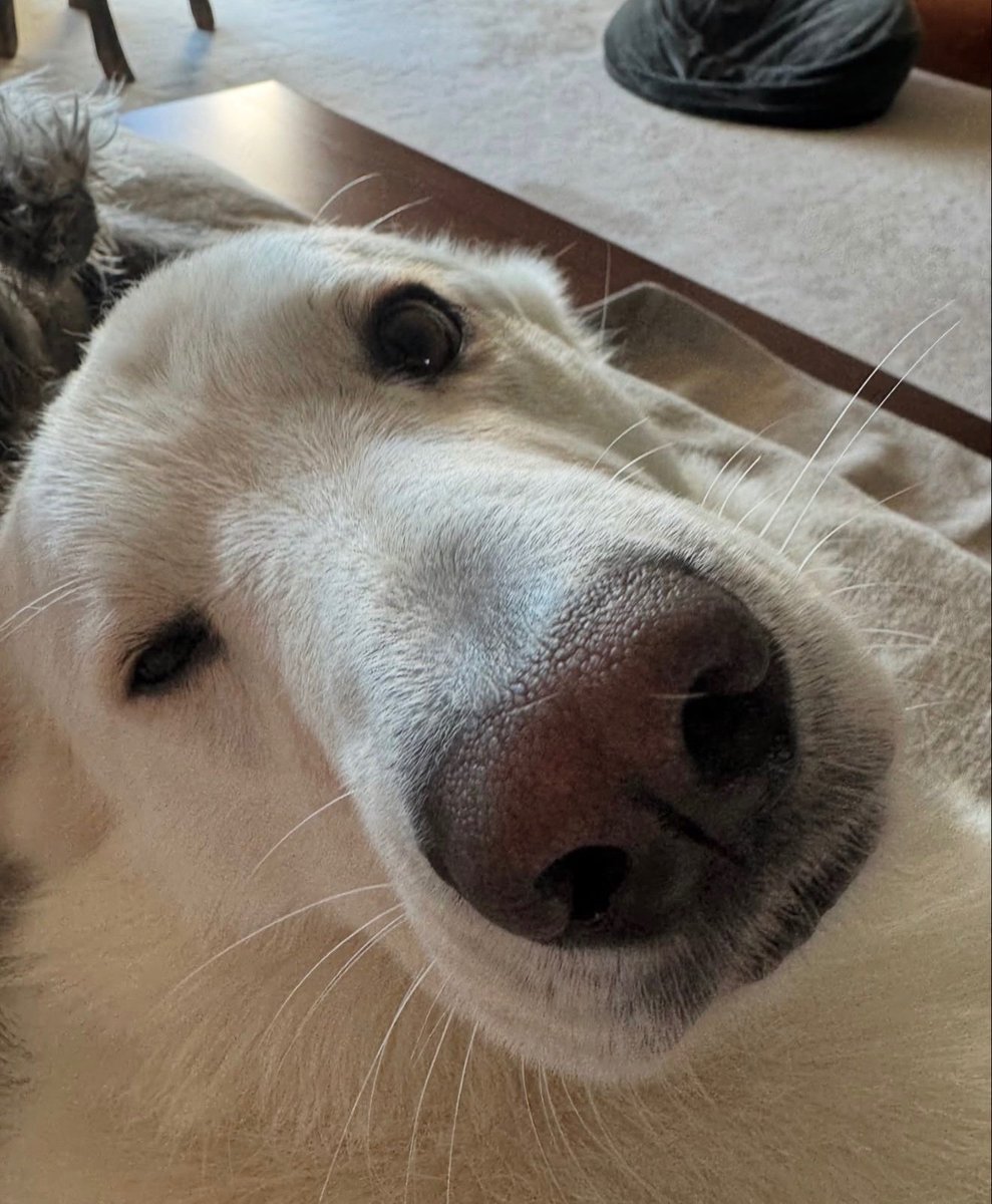 Jennifer65789's tweet photo. Dog day afternoon 😍🥰 https://t.co/pPdQnRPTsc