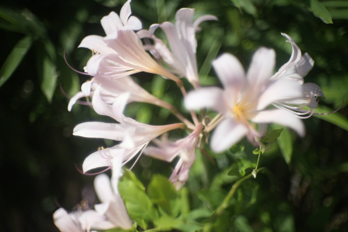 SamtecG's tweet photo. ナツズイセン

#photograghy 
#α7IV 
#nikkor 
#これソニーで撮りました　
#キリトリセカイ 
#ファインダー越しの私の世界 
#写真好きと繋がりたい　
#オールドレンズ
#東京カメラ倶楽部　
#ふぉと https://t.co/Gwia7b8jL1