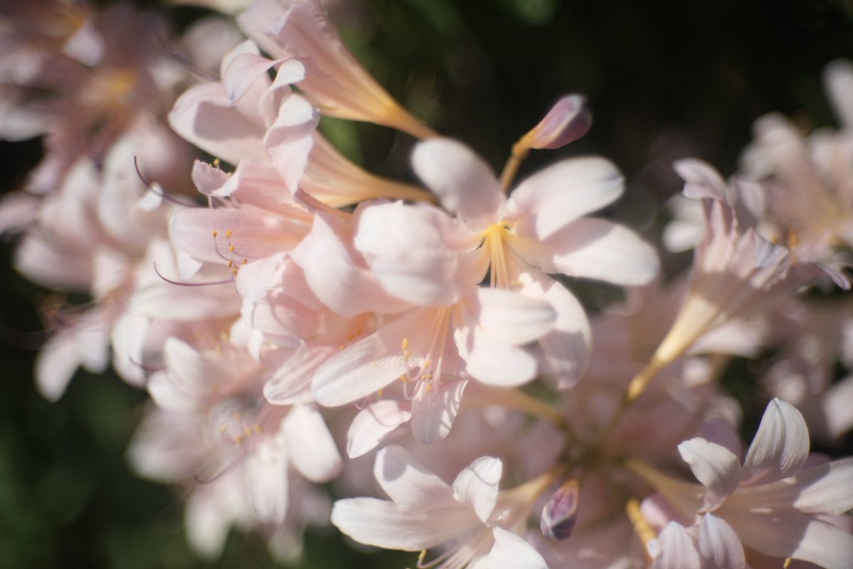 SamtecG's tweet photo. ナツズイセン

#photograghy 
#α7IV 
#nikkor 
#これソニーで撮りました　
#キリトリセカイ 
#ファインダー越しの私の世界 
#写真好きと繋がりたい　
#オールドレンズ
#東京カメラ倶楽部　
#ふぉと https://t.co/Gwia7b8jL1