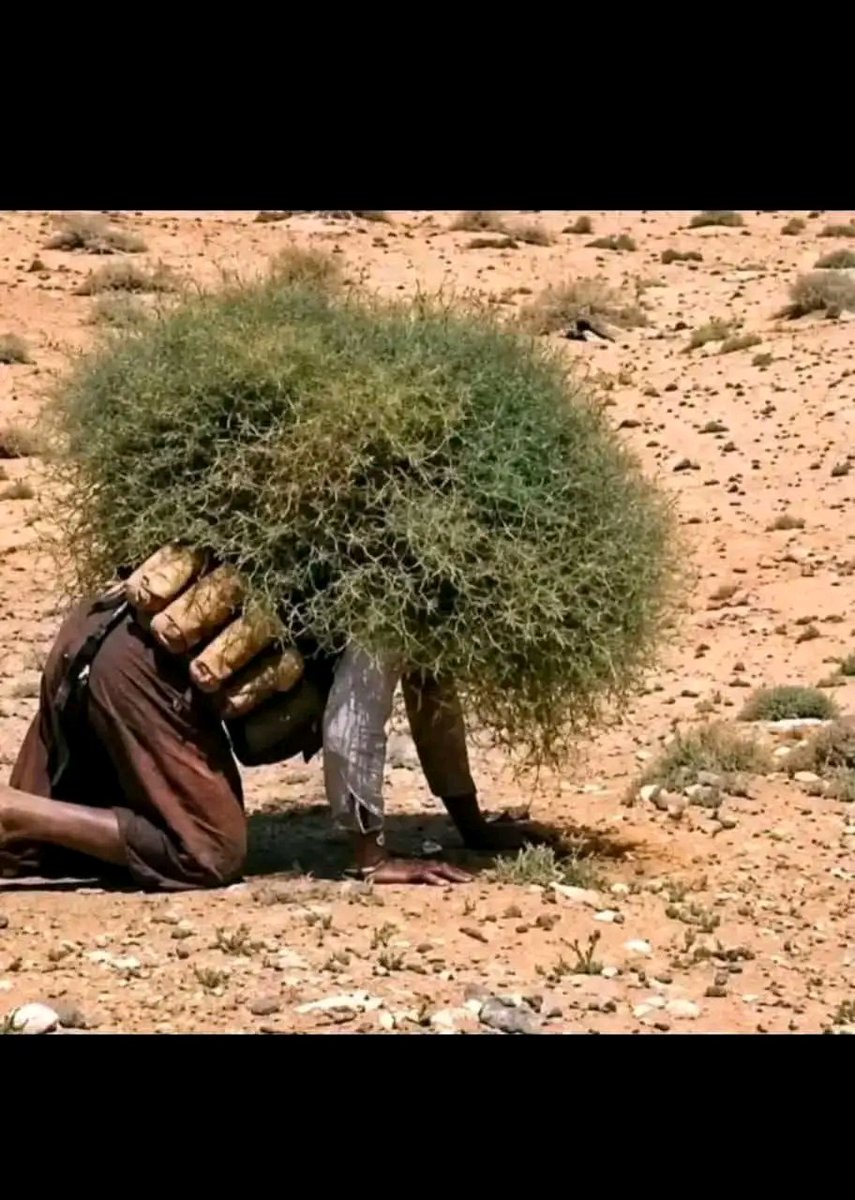 ido_kader22360's tweet photo. @DelphineSankara Sur cette image, ne vous tromper pas: ce n'est pas un tronc d'arbre. Ce n'est encore plus un buisson. 
Il s'agit d'un t€rr0riste qui tente de fuir les yeux du ciel. 
Mais si le dr0ne l'a bien filmé, pas besoin de vous dire qu'il a reçu son tiket pour l'€nfer. 
Pour redire que https://t.co/aEHvQxajED