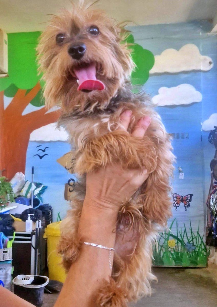 SosAbuelos1's tweet photo. #CÁCERES
#TOBI es un guapísimo abuelito yorky de 10 años. 

Tiene una carita y un carácter alegre y es muy simpático.

Activo a pesar de su edad y muy bueno. Necesita un hogar.

Contacto: refugiosanjorge@gmail.com https://t.co/rHjEaQCDeS