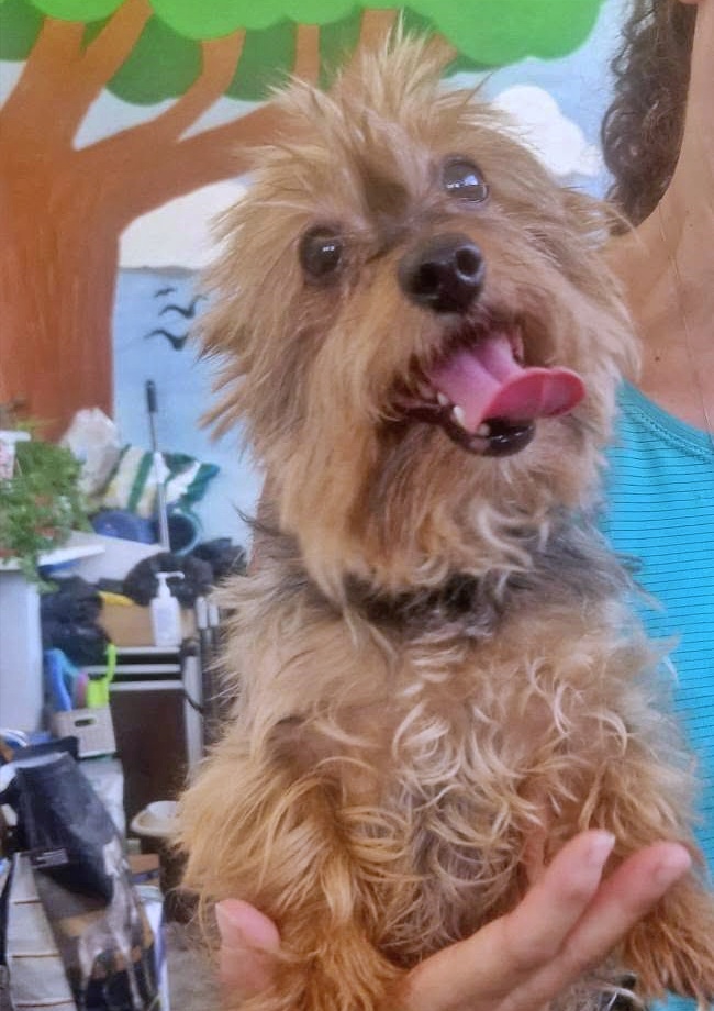 SosAbuelos1's tweet photo. #CÁCERES
#TOBI es un guapísimo abuelito yorky de 10 años. 

Tiene una carita y un carácter alegre y es muy simpático.

Activo a pesar de su edad y muy bueno. Necesita un hogar.

Contacto: refugiosanjorge@gmail.com https://t.co/rHjEaQCDeS