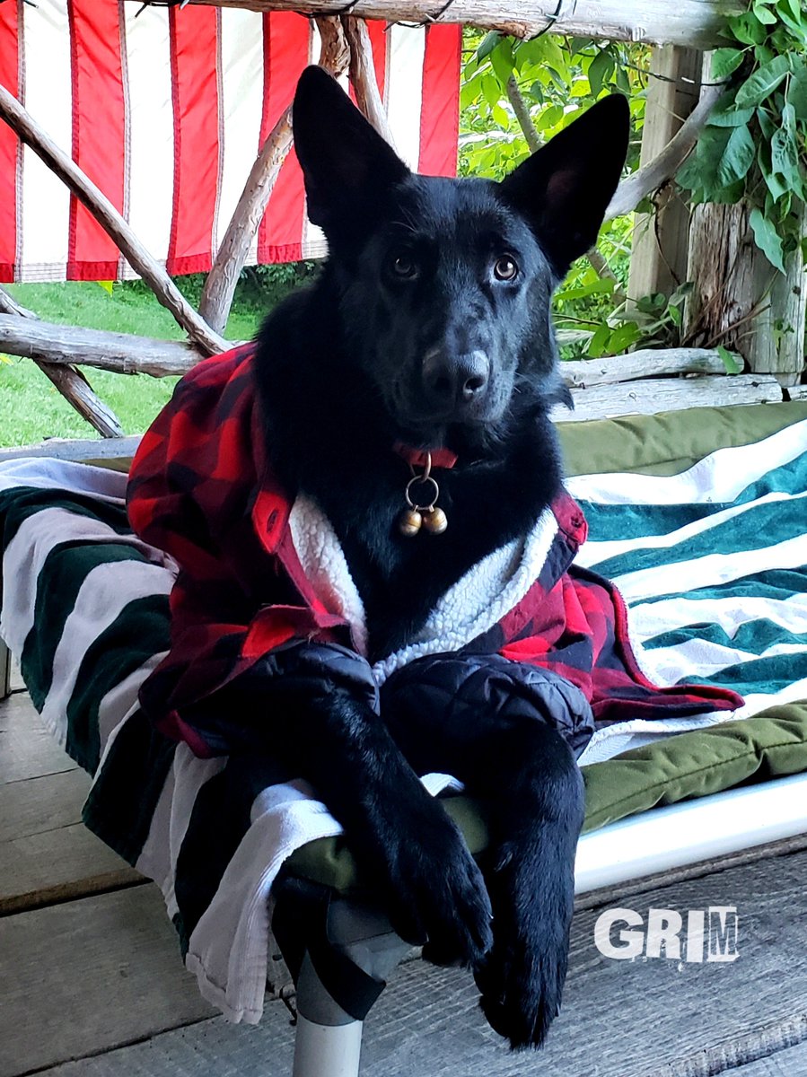 K9Garm's tweet photo. A younger Griminal enjoying a cooler August day a couple years back.

Myrtle is home. They found another small break above the joint but even still, decided to let her heal on her own. Shes doing a lot better than 2 days ago and is now standing on her good leg and even putting a little weight on her bad leg. Hes confident given 2-3 weeks she will be good to go. Said her gait will be a lil stiff but she will be fine.