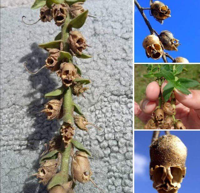 Rainmaker1973's tweet photo. The snapdragon flowers resemble skulls when their petals die. https://t.co/cldd6nRdBf