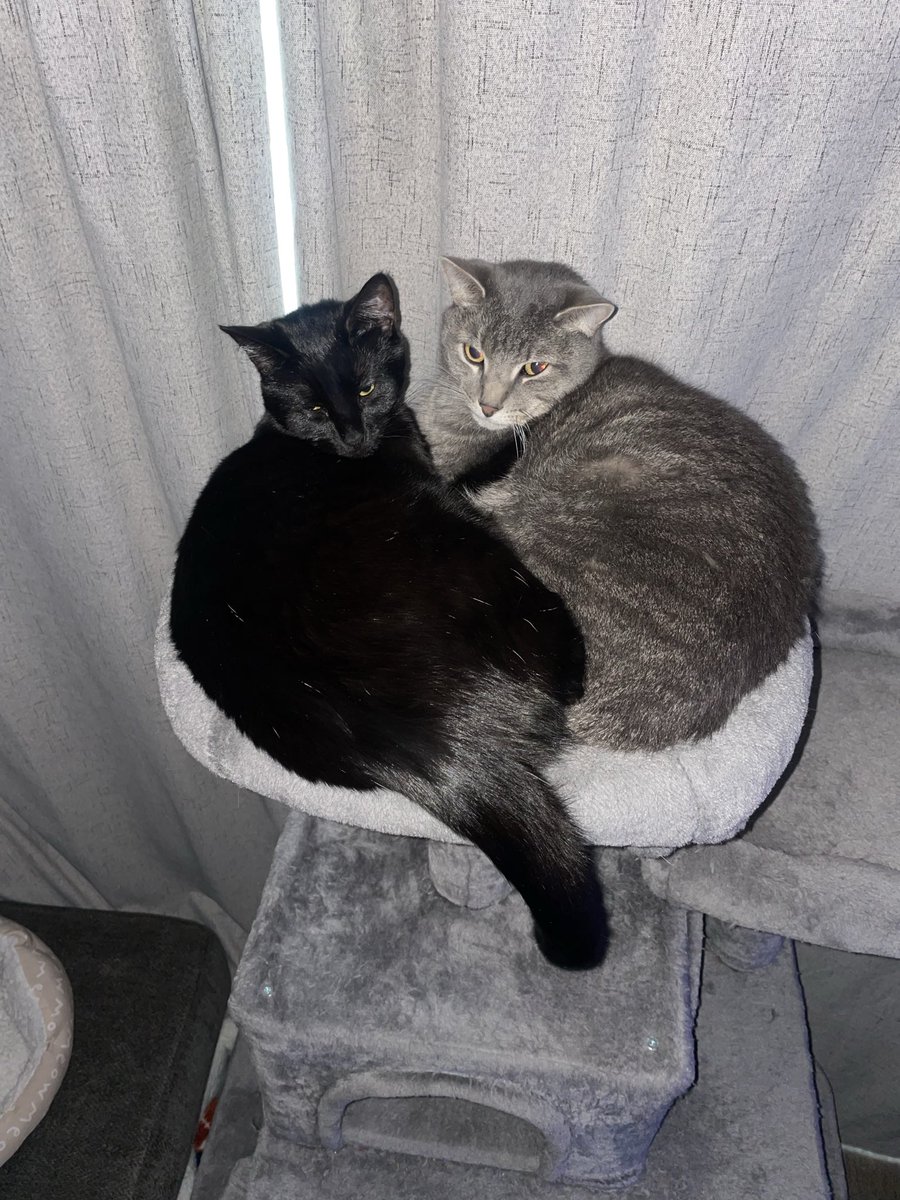 Navi_Pepper's tweet photo. Rainy dayy cuddles 🩶🖤 https://t.co/cNoWFj8rWd