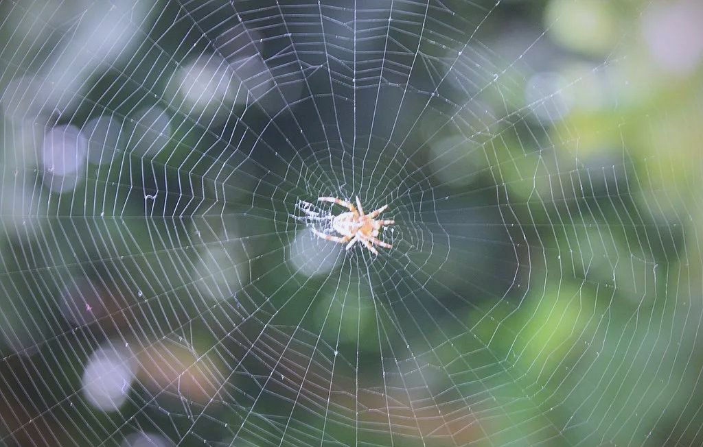 RhettFeketau's tweet photo. Just spent 10 whole minutes watching a spider build a web. No regrets. Productivity can wait, the arachnid architecture is chef’s kiss. https://t.co/KKlXulyZz4