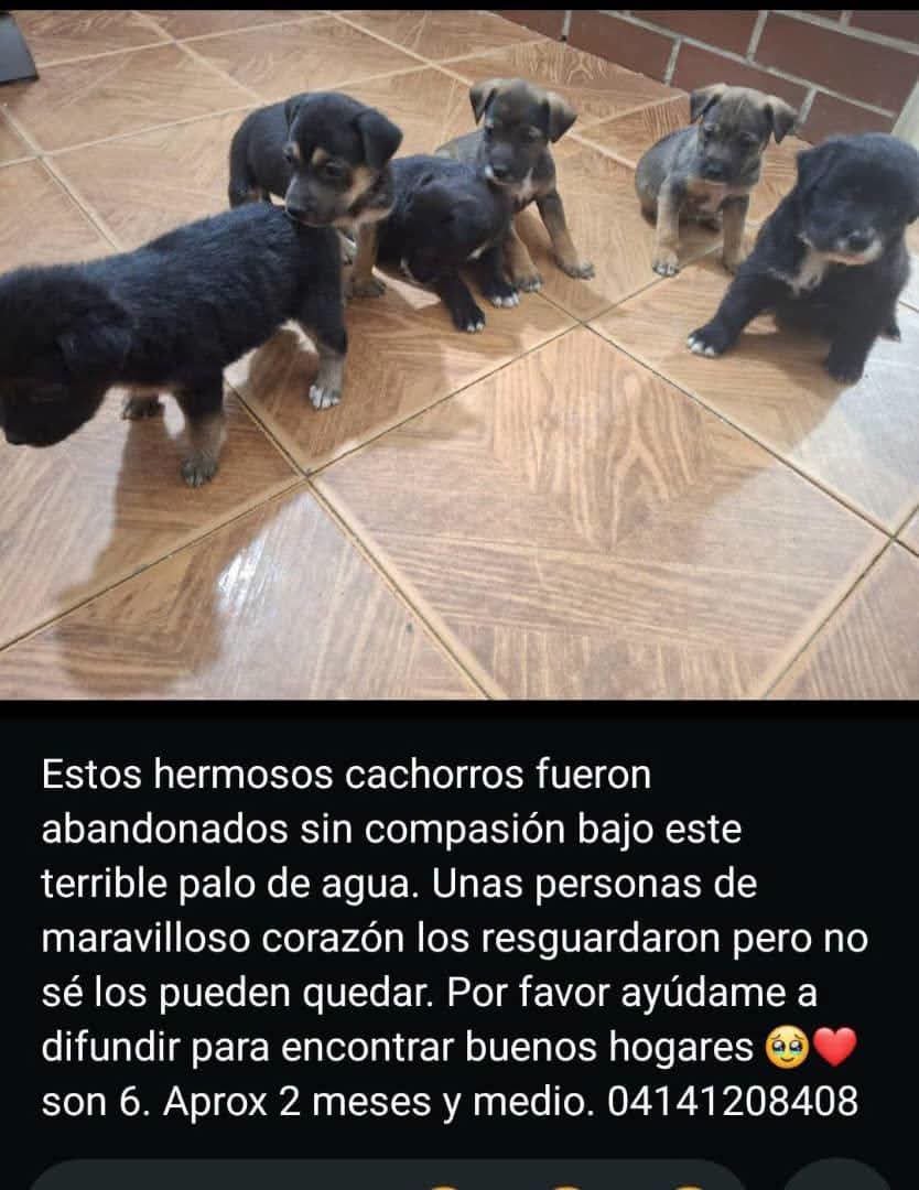 PerroUsuario's tweet photo. Buscando hogares responsables, Caracas https://t.co/wHRP4LZ15q