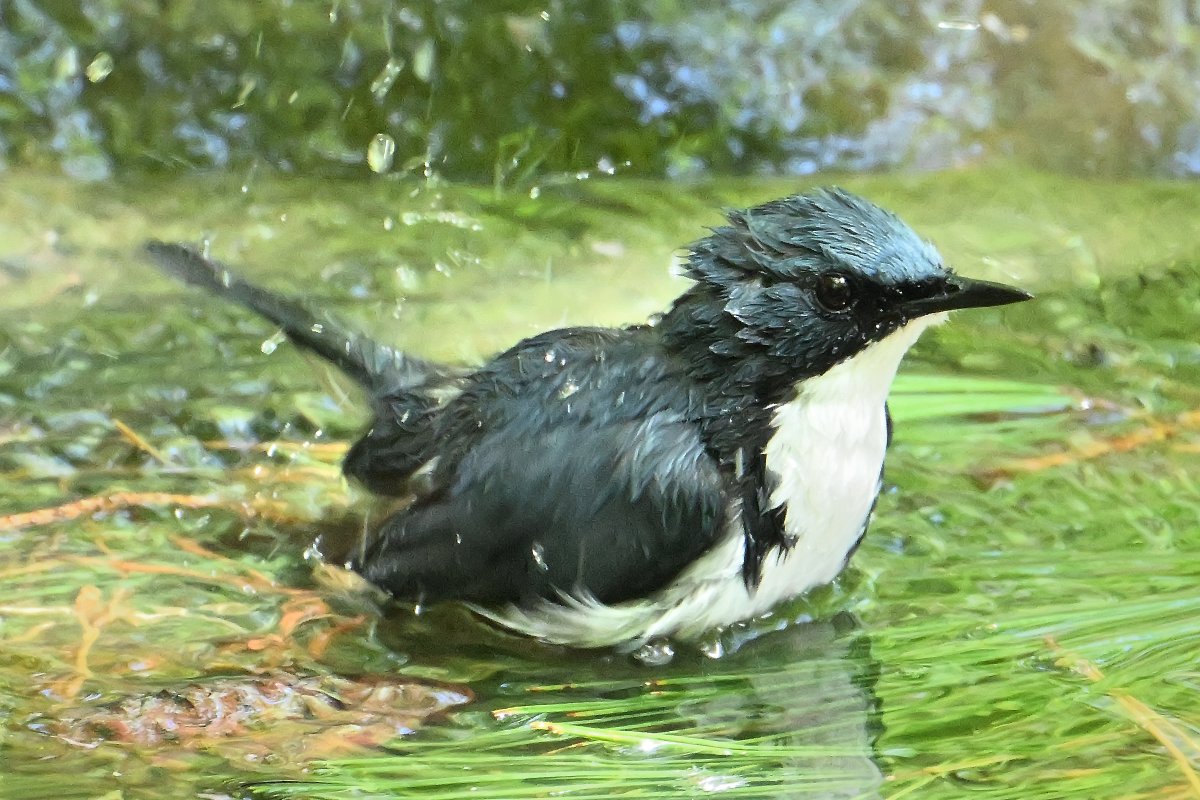 waniwani1968's tweet photo. #一日一鳥
#Nikon
久しぶりに最高気温35℃に達する予報の快晴スイスイ水曜日、お早う御座います😊
残暑厳しいので、又々「#小瑠璃(こるり)♂」君の水浴びの様子をお届け致します😆
残暑に負けない様に参りましょう！！
本日も良しなに🙏 https://t.co/eJL1jLhn0B