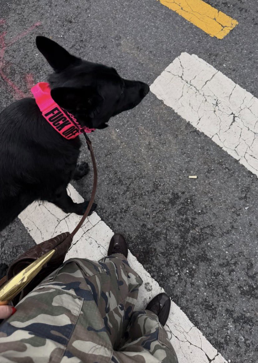 cattyhardy's tweet photo. Feeling curious? 😏🐾 My newest dog knotting content is waiting for you🥵
Certified k9 lover 🐾
Captivating &amp; untamed🎥
Dropping exclusive videos you can't shake💦🥵tap link below

https://t.co/a28hinfiiW https://t.co/YMbnDgC2Ui