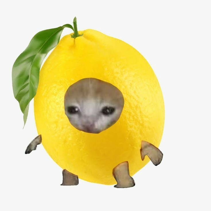 lemonchol's tweet photo. aaak I think I’m sick because I can’t stop coughing.. I feel so bad because I can’t go to the gym now (my mother would definitely be angry with me and accuse me of overexercising) but how else do I compensate for my intake qwq https://t.co/g6FbGLfbnH