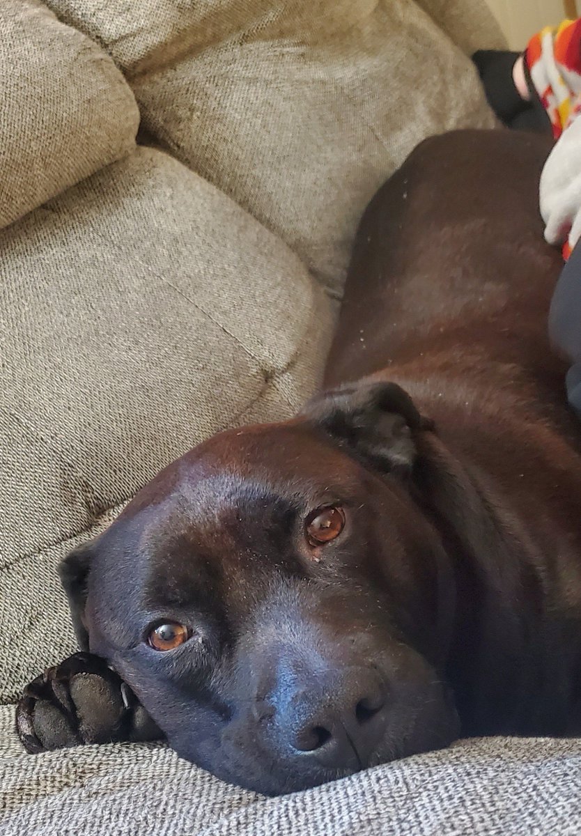 HuntSumZombiez's tweet photo. The life of Felix is so "Ruff". Beautiful boy with the bronze shining thru!
#Dog #DogLife #PitMix #PitLab #RuffLife #DogLovers #DogMom https://t.co/UqO0i2jro0