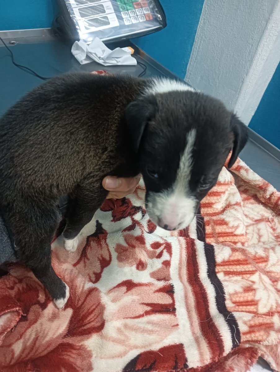 VIBRAmascotas's tweet photo. Amigos tenemos muchos animalitos, entre ellos estos bebés , necesitamos apoyo por favor 🙏🏽 con algo de alimento, 
Alguien que les dé una patita por favor 🙏🏽 
https://t.co/P09OoQKw9I

Banco Azteca 
Diana Carolina Rosales Pérez
CLABE 127180013430278263 
TARJETA 4027660008598593

BANCOMER
Diana Carolina Rosales Pérez 
4152314199269617
Clabe 012180015995475465

Spin Oxxo 
4217 4700 5339 4454

Paypal  (nos cobra comisión) 
https://t.co/Gc82EZ7Ps0  

Patreon
https://t.co/doNSW3H7xf