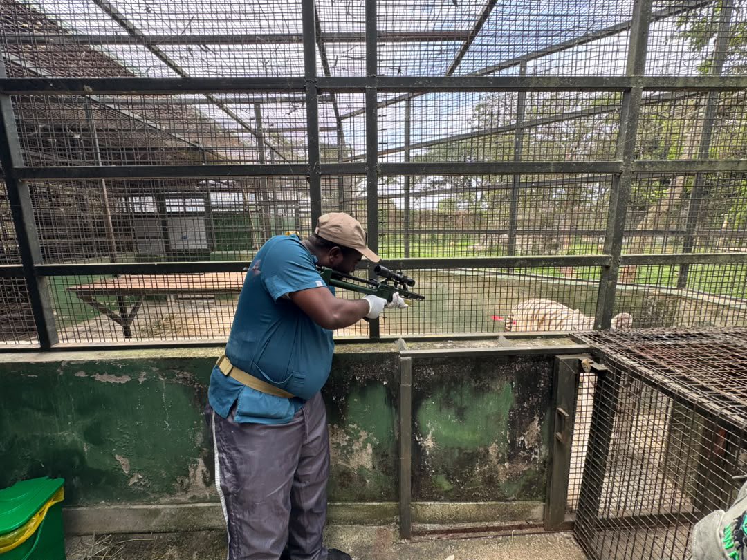 ugwildlife's tweet photo. Routine!
We have completed a comprehensive health check on 18 big cats at @UWEC_EntebbeZoo, 12 lions and 6 tigers. From diagnostics to dental care and treatment, every check strengthens animal welfare, disease prevention and conservation.
#AnimalWelfare
#ConservingForGenerations https://t.co/07FMwvBDxI