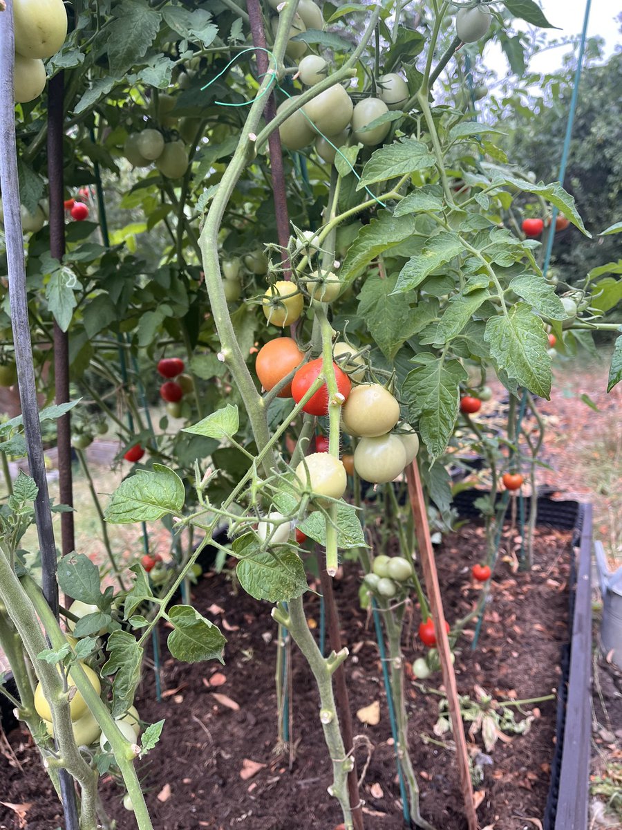 Karon_mononoke's tweet photo. チェコの夏の楽しみの一つ🫑🍅
友達のガーデンが豊作。 今日もお裾分けトマト。ご馳走さまです。

One of the Czech activities, Gardening. 
Many people in Czech raise fresh vegetables on their garden. https://t.co/ZF90BSyqNb