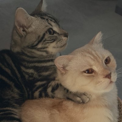 Appplele_0212's tweet photo. #新しいプロフィール画像 https://t.co/vO0fHP2HdK
