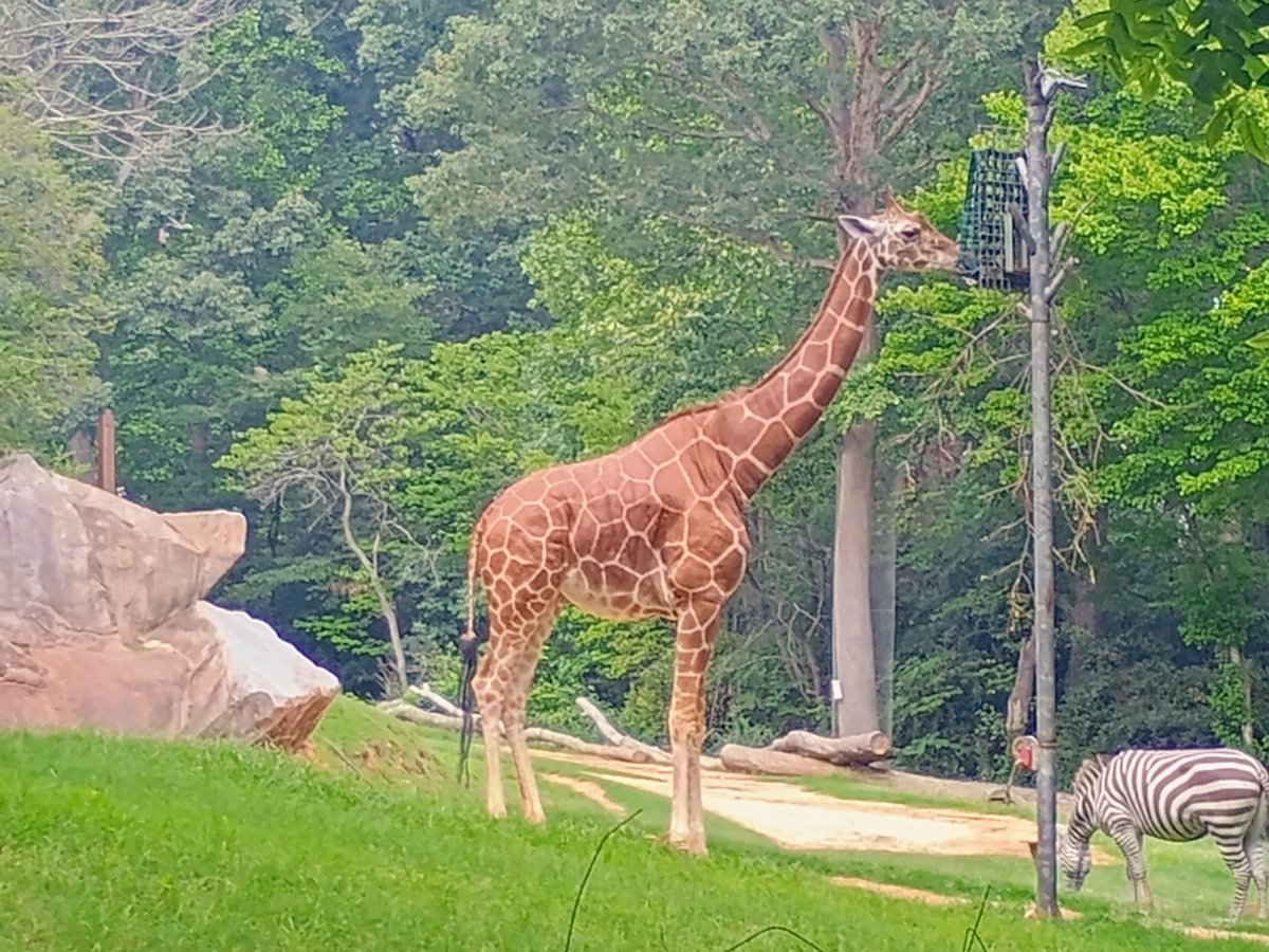 Rgs_Six's tweet photo. @https_d1tzybnny Giraffes https://t.co/6isIF0hkhq
