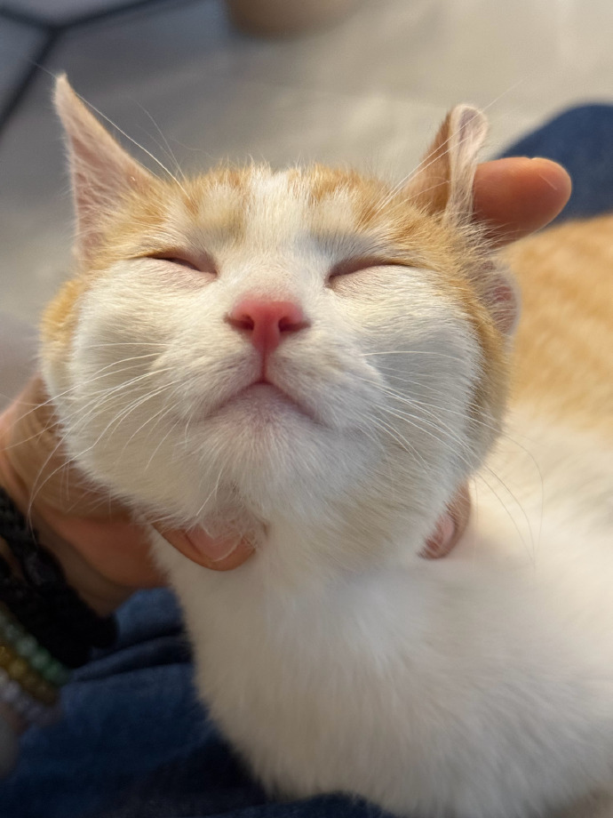 akasora03's tweet photo. Nothing beats the quiet joy of a cat curled up on your lap while you work , the best low-key companion a person could ask for. https://t.co/xLyRbATGYj