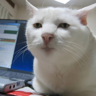 SeriousCatRH's tweet photo. https://t.co/MBxhKUz4xB