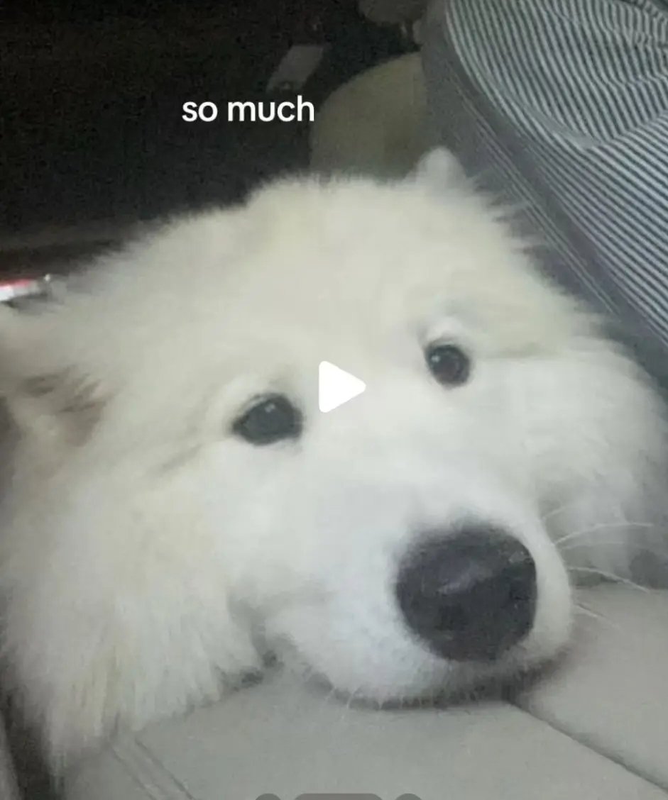 Patchariya220's tweet photo. Olaf is your boyfriend's dog？？？
@beonnnie
#emibonnie 
#beonnie https://t.co/vCk0W9wzuj