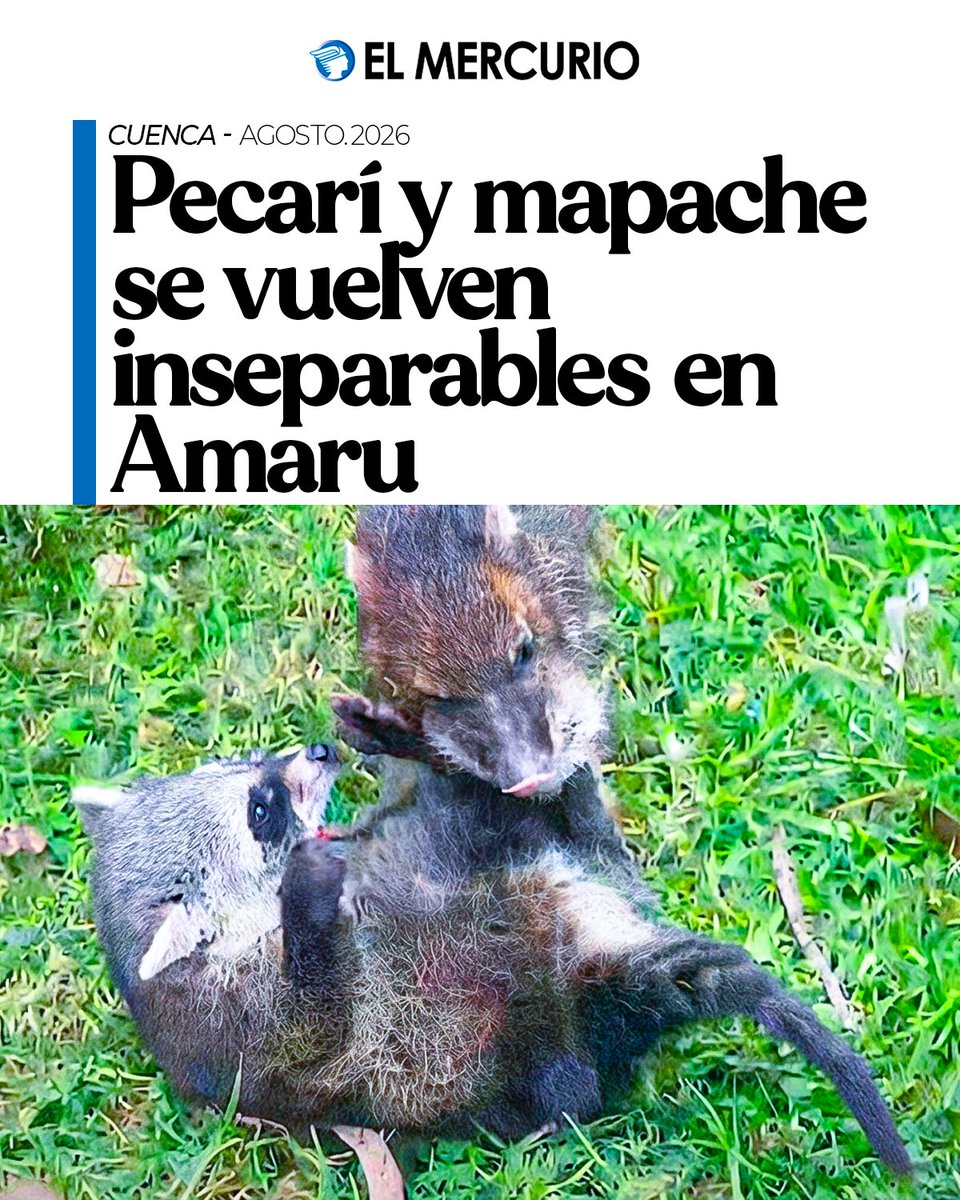 elmercurioec's tweet photo. Un bebé pecarí y un mapache se hicieron amigos durante su recuperación en Amaru, en Cuenca https://t.co/B5J5xvPBDr https://t.co/C4nniPAfsq