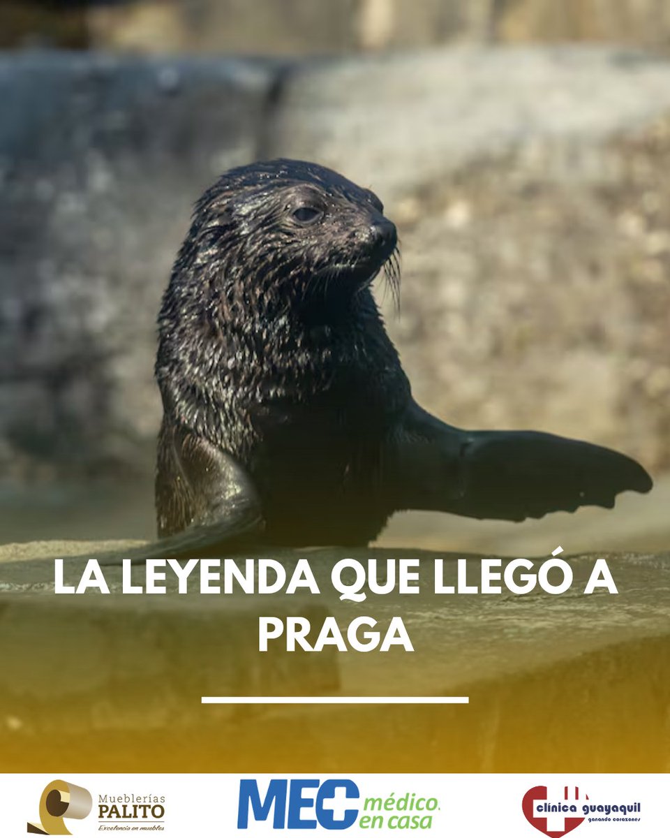 canaltvdigital's tweet photo. Una nueva generación llega al Zoo de Praga.
Una cría de lobo marino sudafricano, nacida el 5 de junio, es descendiente de Gaston, el famoso lobo marino que en 2002 sobrevivió a la inundación del zoo
Su legado continúa más de 20 años después. ❤️
#Praga #Animales #Zoo https://t.co/erPaWepxgz