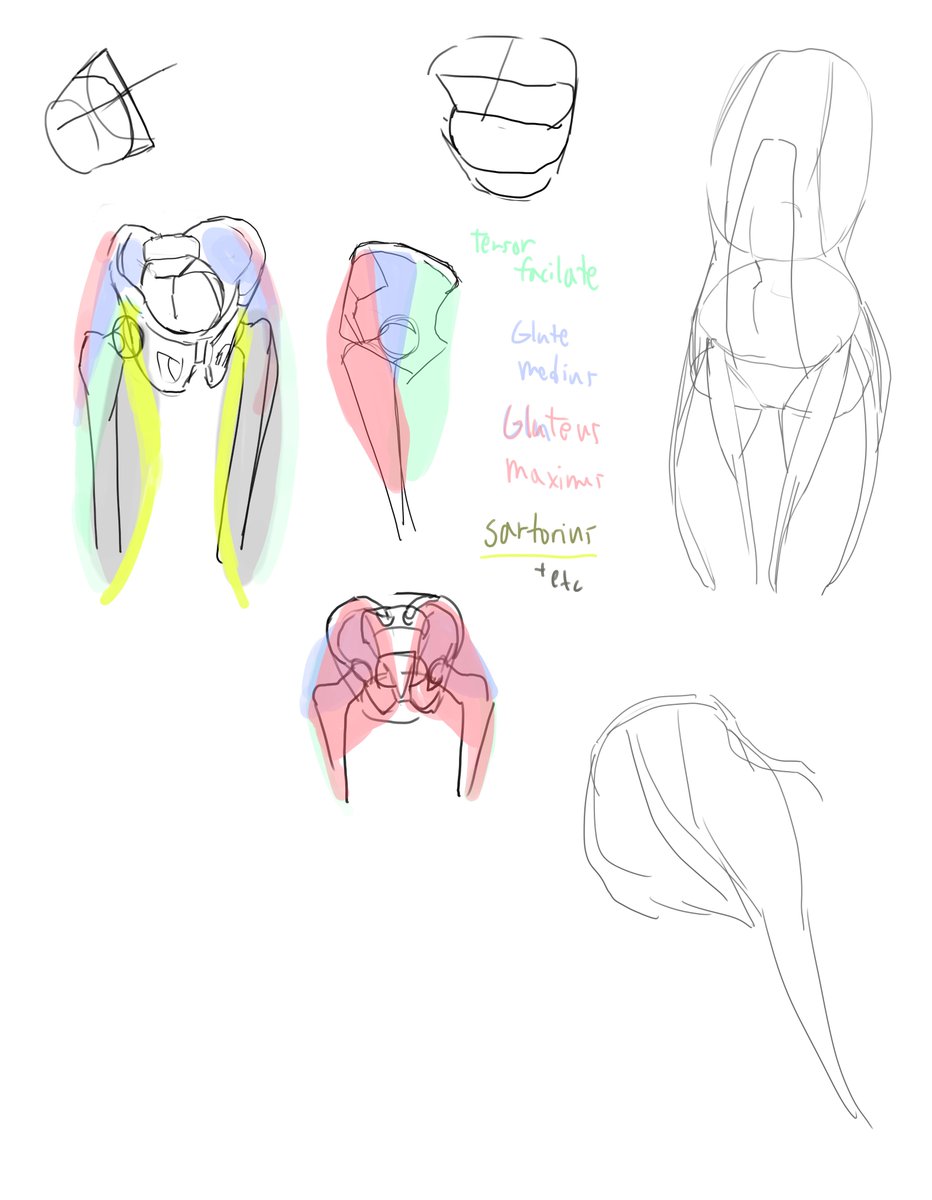 PoopChanBoxChan's tweet photo. Pelvis + Spine Study (8/17/2026) https://t.co/LvtpJr5L8J