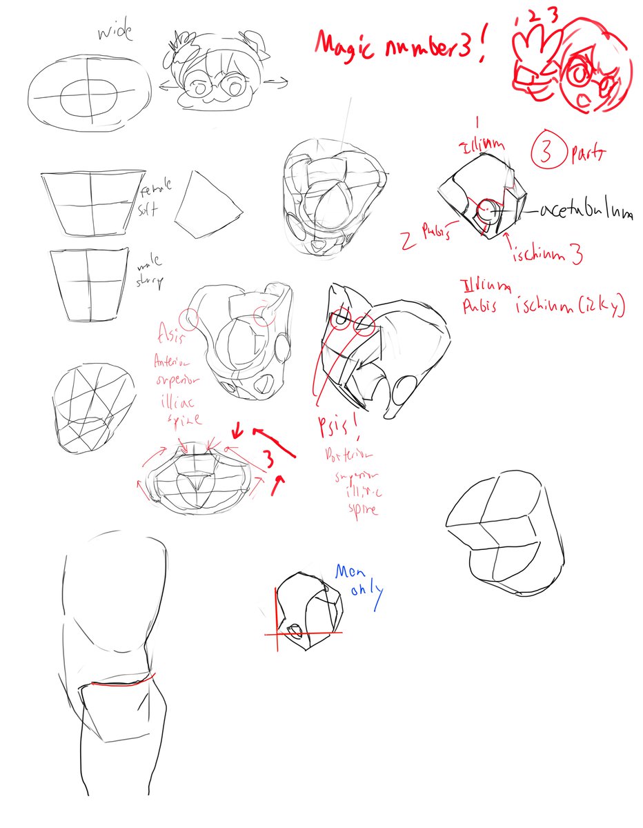 PoopChanBoxChan's tweet photo. Pelvis + Spine Study (8/17/2026) https://t.co/LvtpJr5L8J