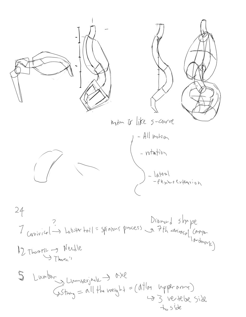 PoopChanBoxChan's tweet photo. Pelvis + Spine Study (8/17/2026) https://t.co/LvtpJr5L8J