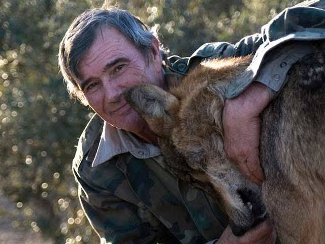 LunaGitana0333's tweet photo. Una vida entre aullidos y silencio: 
 El adiós al niño lobo de Sierra Morena.

Hay historias que parecen sacadas de un cuento antiguo, pero que ocurrieron de verdad y dejan una huella imposible de borrar. 

La de Marcos Rodríguez Pantoja es una de ellas. 
 Nacido en 1946 en un pequeño pueblo cordobés, su infancia se rompió demasiado pronto.

La pérdida de la madre, el maltrato en casa y, siendo apenas un niño de seis o siete años, el momento en que lo entregaron a un cabrero de Sierra Morena como si fuera una mercancía más.

Cuando aquel pastor murió, el niño se quedó solo en la montaña. 
 No había camino de regreso fácil. 

Aprendió a sobrevivir con lo que la tierra y los animales le ofrecían: 
 Raíces, insectos, restos de caza. 

Y entonces aparecieron los lobos. 
 No como depredadores, sino como una manada que lo aceptó. 

Marcos contaba que jugaba con los cachorros, que dormía cerca de ellos, que aullaba para comunicarse y que a veces caminaba a cuatro patas. 

Durante más de once años su mundo fue ese: 
 El frío de la sierra, el olor a tierra mojada, el lenguaje de los animales y una libertad salvaje que él siempre recordó con una mezcla de añoranza y dolor.

Cuando la Guardia Civil lo encontró en 1965, ya era un adolescente casi adulto. 
 Lo sacaron a la fuerza, atado, porque se resistía y respondía con gruñidos. 

Volver al mundo de los hombres resultó más duro que cualquier noche en la montaña. 
 No entendía el dinero, las mentiras ni las normas sociales. 

Sufrió engaños, soledad y una inadaptación que lo acompañó casi toda la vida. 
 Aun así, encontró algo parecido a un hogar en una aldea de Ourense.

Allí vecinos lo cuidaron y él compartía su historia en escuelas y encuentros, defendiendo a los lobos y recordando que, en el monte, al menos nadie lo había traicionado.

Su existencia inspiró libros, documentales y una película, pero él nunca se convirtió en un personaje de ficción. 
 Seguía siendo el hombre que prefería el silencio de los árboles al ruido de las ciudades. 

El pasado sábado 16 de agosto de 2026, a los 80 años, se apagó en Rante. 
 Se fue el último testigo vivo de una infancia que desafió todo lo que creemos saber sobre la frontera entre lo humano y lo animal.

Hoy, al despedirlo, queda una pregunta inquietante:  
 ¿Quién fue realmente más salvaje, el niño que se hizo lobo o el mundo que lo abandonó y luego intentó domesticarlo? 

Su historia no es solo de supervivencia. 
 Es un espejo crudo de la soledad, la resiliencia y esa extraña capacidad que tenemos de encontrar familia donde nadie espera encontrarla. 

Descansa, Marcos. 
 Que los aullidos de la sierra te acompañen.