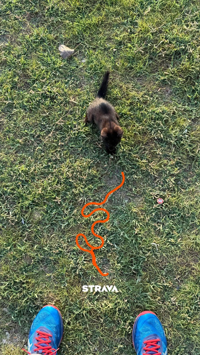 A_Alabdulazeem's tweet photo. An unexpected guest joined me for today’s 5K https://t.co/SEkDdpCxoX