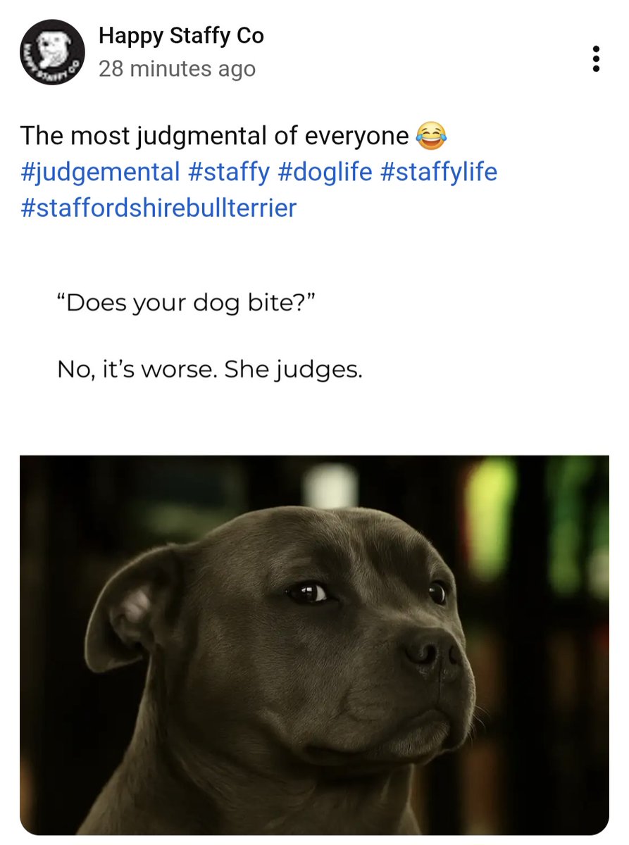 Rosie5278's tweet photo. TRUUUUUUUUUUTH!!!!!!!! ❤️🐶❤️
#Staffies https://t.co/eLSRJc8sqc