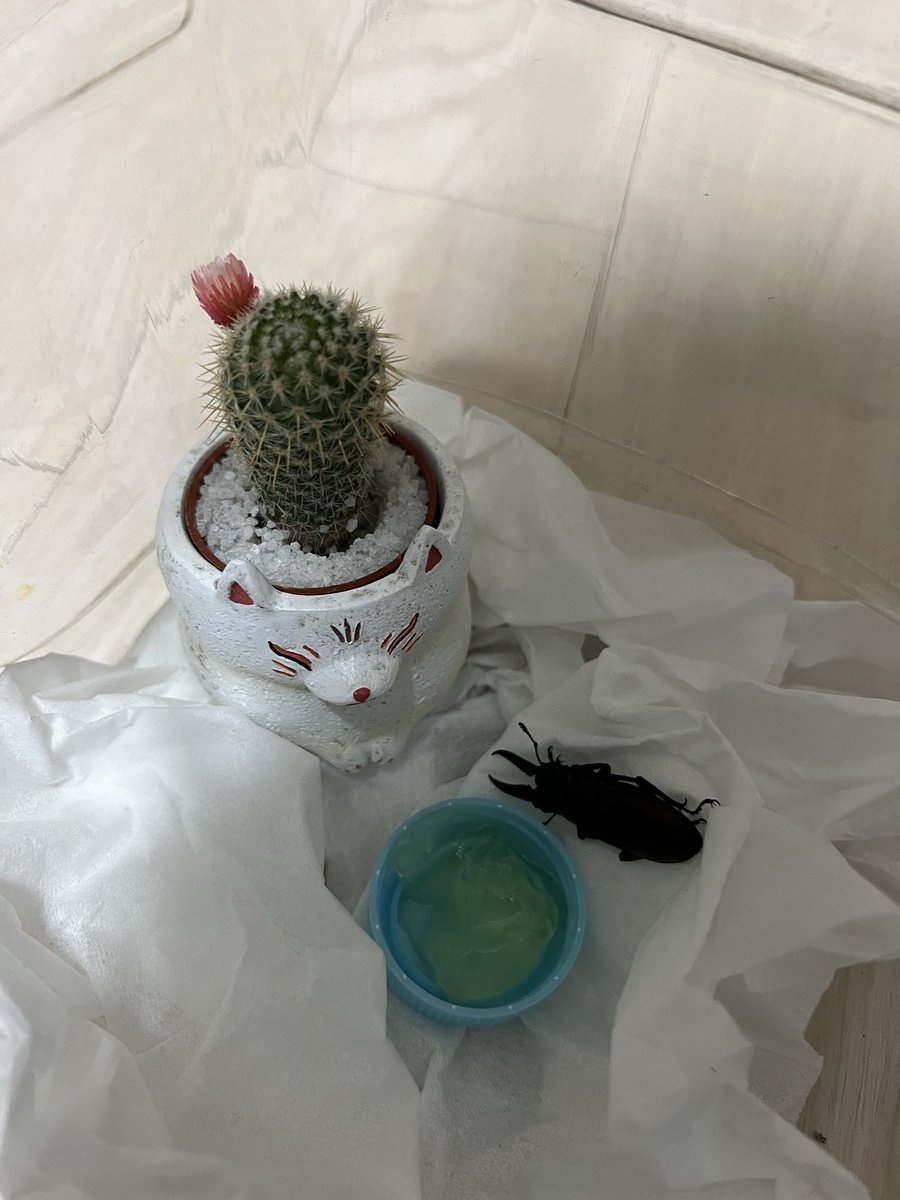 _shi_21_'s tweet photo. 一時的に保護して明日クヌギ的なのがありそうなとこに帰してきます。 https://t.co/0Q2DiBt5dA