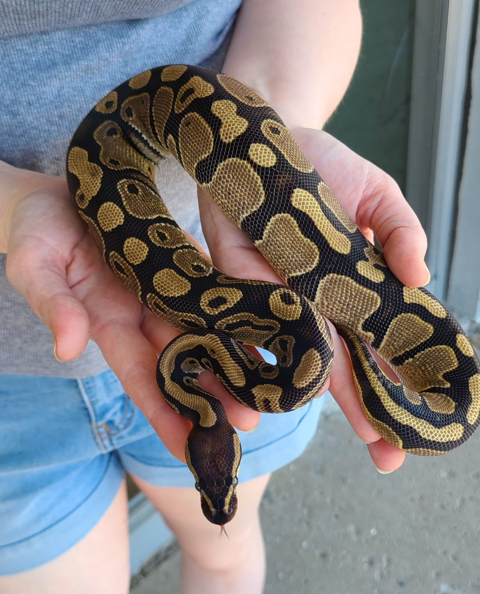 BigArtGeek's tweet photo. Being scared of unfamiliar animals is one thing but snake haters are ignorant as hell https://t.co/oNBgQEGcs1