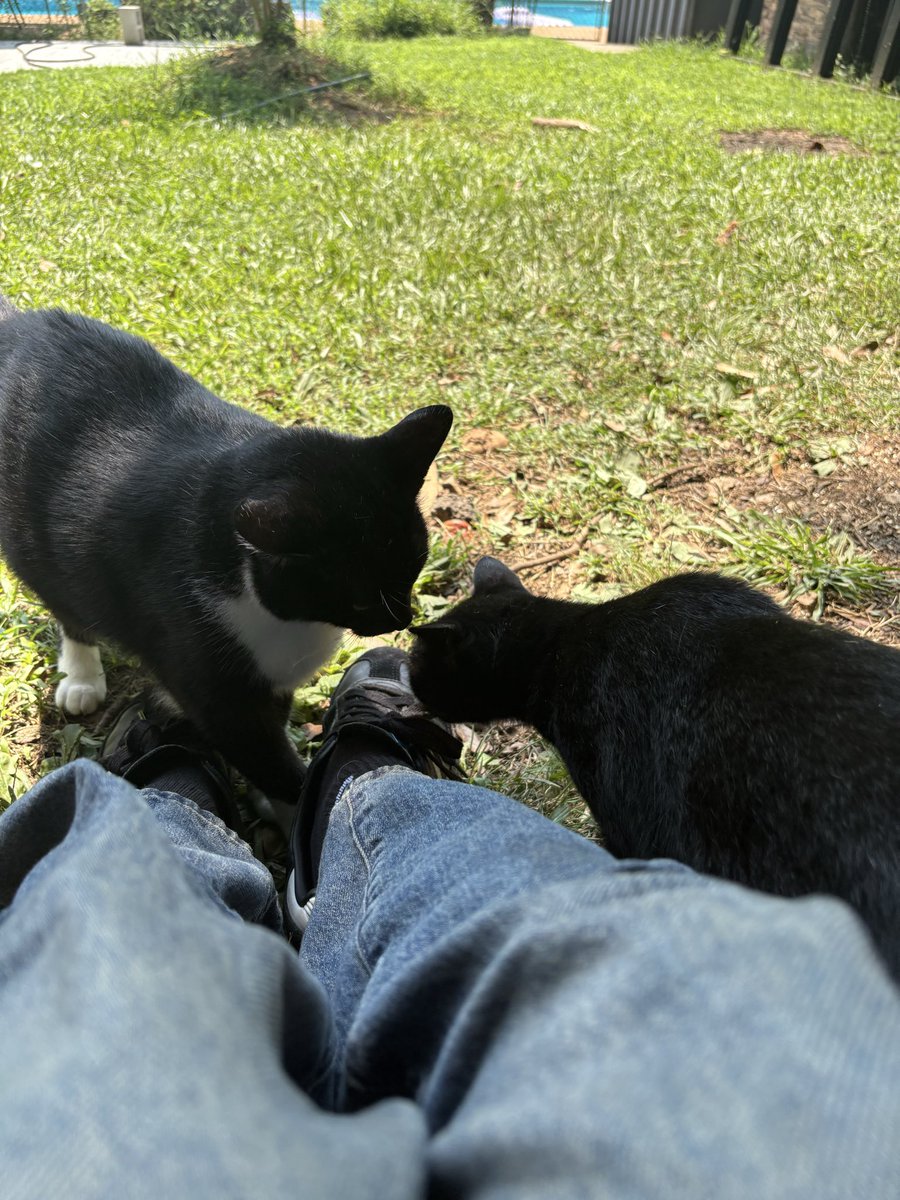ivan5o5a's tweet photo. 🐈‍⬛🐈‍⬛ https://t.co/KKiOnAQtyI