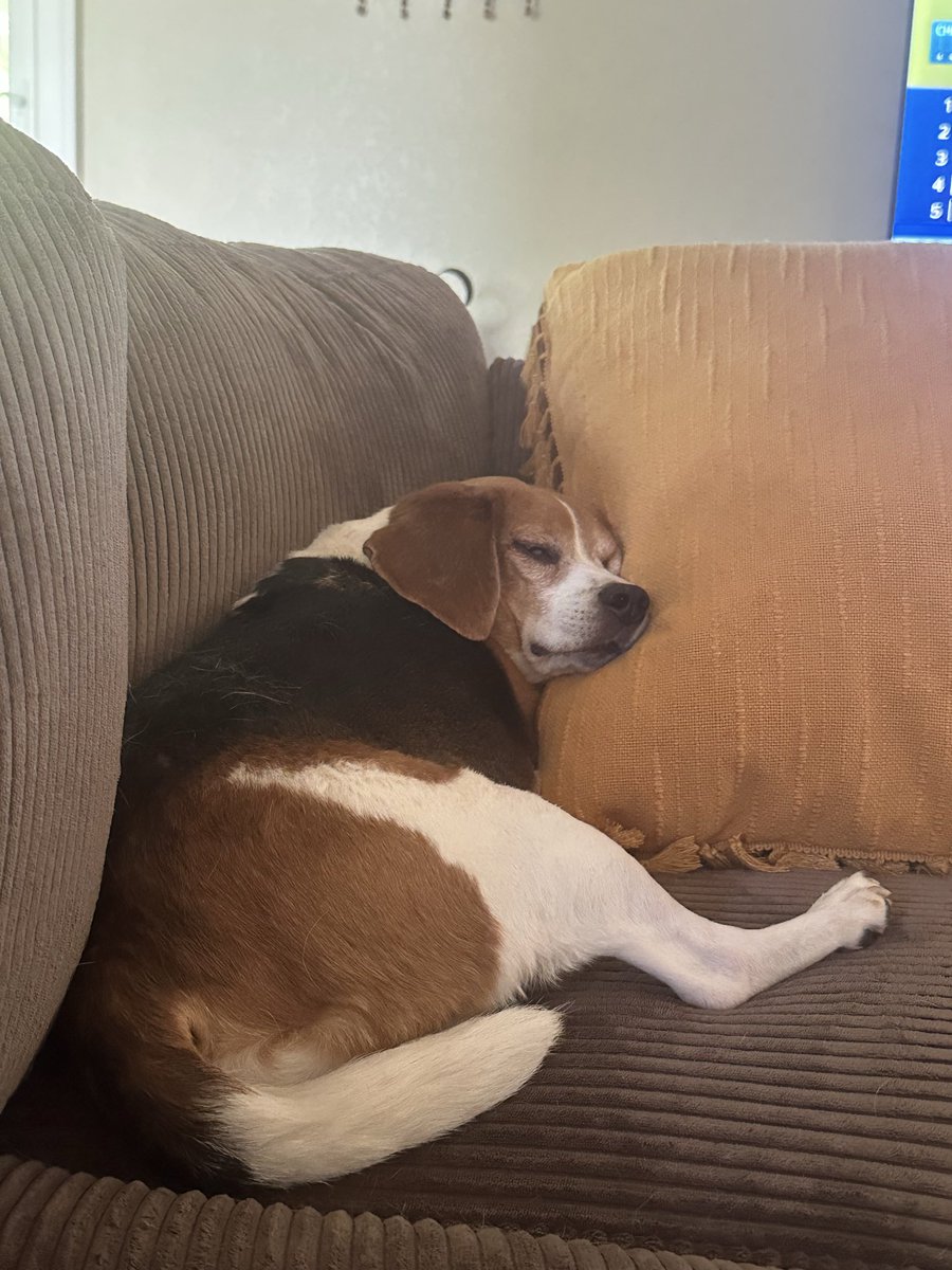 m1kewein's tweet photo. @RoxannePixel @beaglefacts Mid morning nap time beagles going to beag https://t.co/apl7aZGK1E