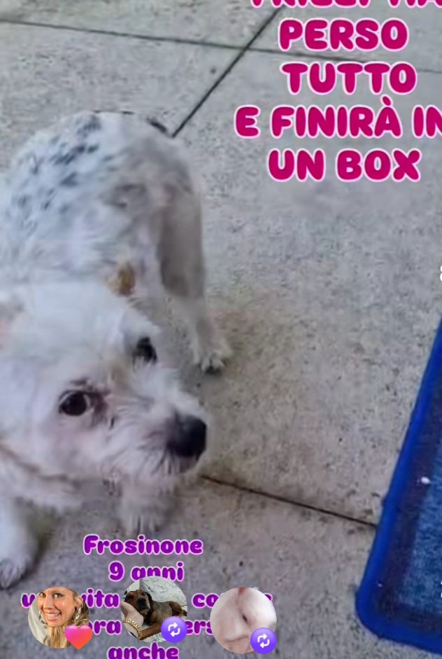 Gioia46507476's tweet photo. Trilli ha 9 anni ed è sempre vissuta in un cortile, estate e inverno. Adesso ha perso anche la sua mamma umana e rischia di finire in un box. È una tg molto piccola e si trova a Frosinone. Condividete per favore🙏❤️🙏❤️🙏❤️🙏❤️ https://t.co/YVOCo7bqAB
