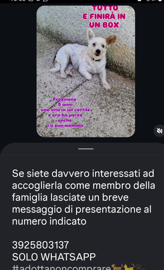 Gioia46507476's tweet photo. Trilli ha 9 anni ed è sempre vissuta in un cortile, estate e inverno. Adesso ha perso anche la sua mamma umana e rischia di finire in un box. È una tg molto piccola e si trova a Frosinone. Condividete per favore🙏❤️🙏❤️🙏❤️🙏❤️ https://t.co/YVOCo7bqAB