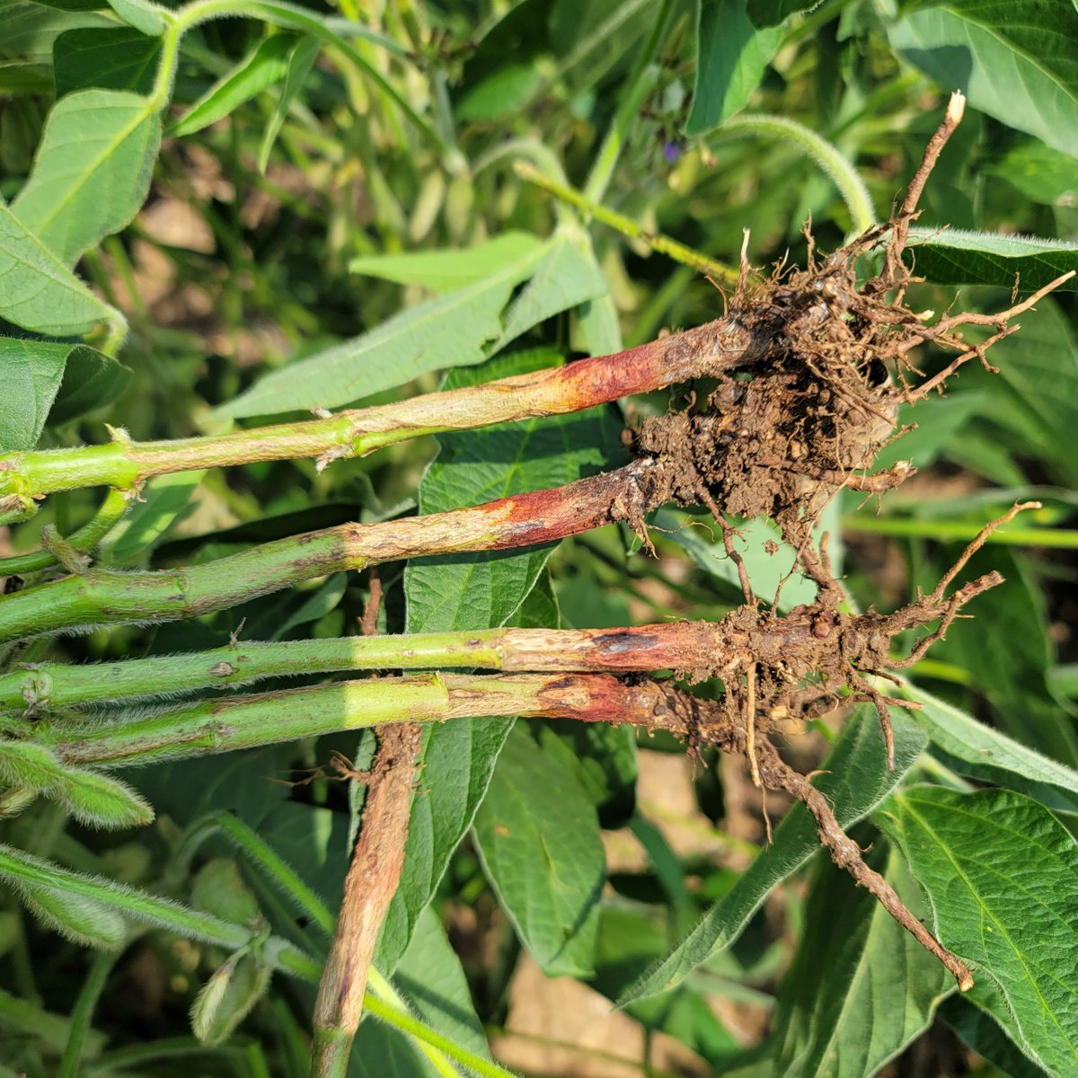 ISU_IPM's tweet photo. Free red crown rot testing for Iowa soybean farmers from @IowaSoybeans!

Get the details at https://t.co/aEH5DCZpxQ. 

@dsmuelle @PlantPathISU @ISU_SoyCenter @ISUCropNews @mjanders1 @rkvittetoe @mjanders1 @jjmichel_crops @ISUExtension @alisonrISU #soybean #RCR #USSoy @soydisease https://t.co/SYRDyq0ko8