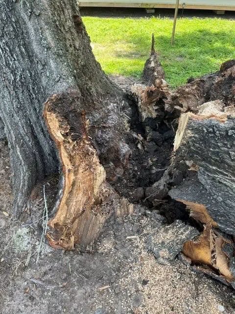 BartowParksRec's tweet photo. **Wildwood Cemetery Tree Removal Update** .The City of Bartow Parks &amp; Recreation Department would like to inform the community that a large tree recently fell at Wildwood Cemetery. No headstones or other property were damaged. For safety reasons, the tree will be removed. https://t.co/s8Y1j45FGa