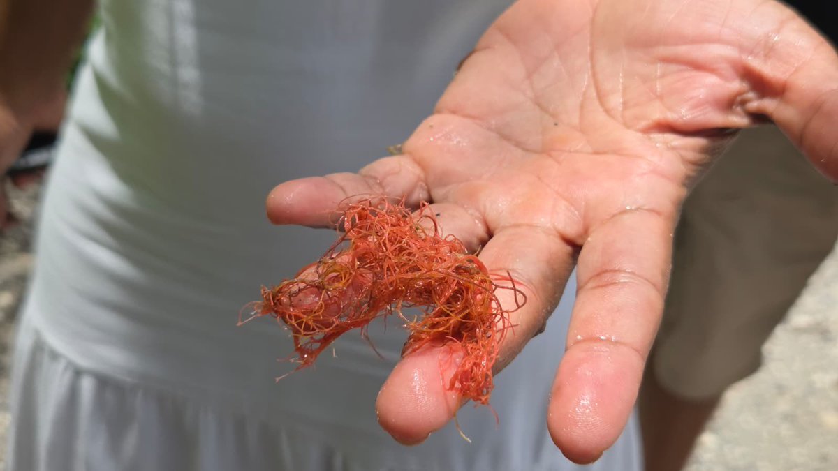 StimpflingEric's tweet photo. #Littoral 🔴
Après les sargasses, les algues rouges ?
Pollution suspecte à la Coulée à Saint François. Le maire va prendre un arrêté d’interdiction de baignade en attendant les résultats des analyses de @ars_guadeloupe 
(Photos RS et @ClementPravaz)
@guadeloupela1e @ComStfrancois https://t.co/1bXPVMHVoW
