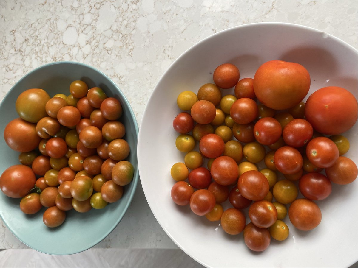 EmmaSanter's tweet photo. I have decided that tomatoes are like buses… there are none ripe and then they all ripen at once (well this little lot did overnight) #GreenFingers #PesticideFree https://t.co/mvZ8A3uOH8