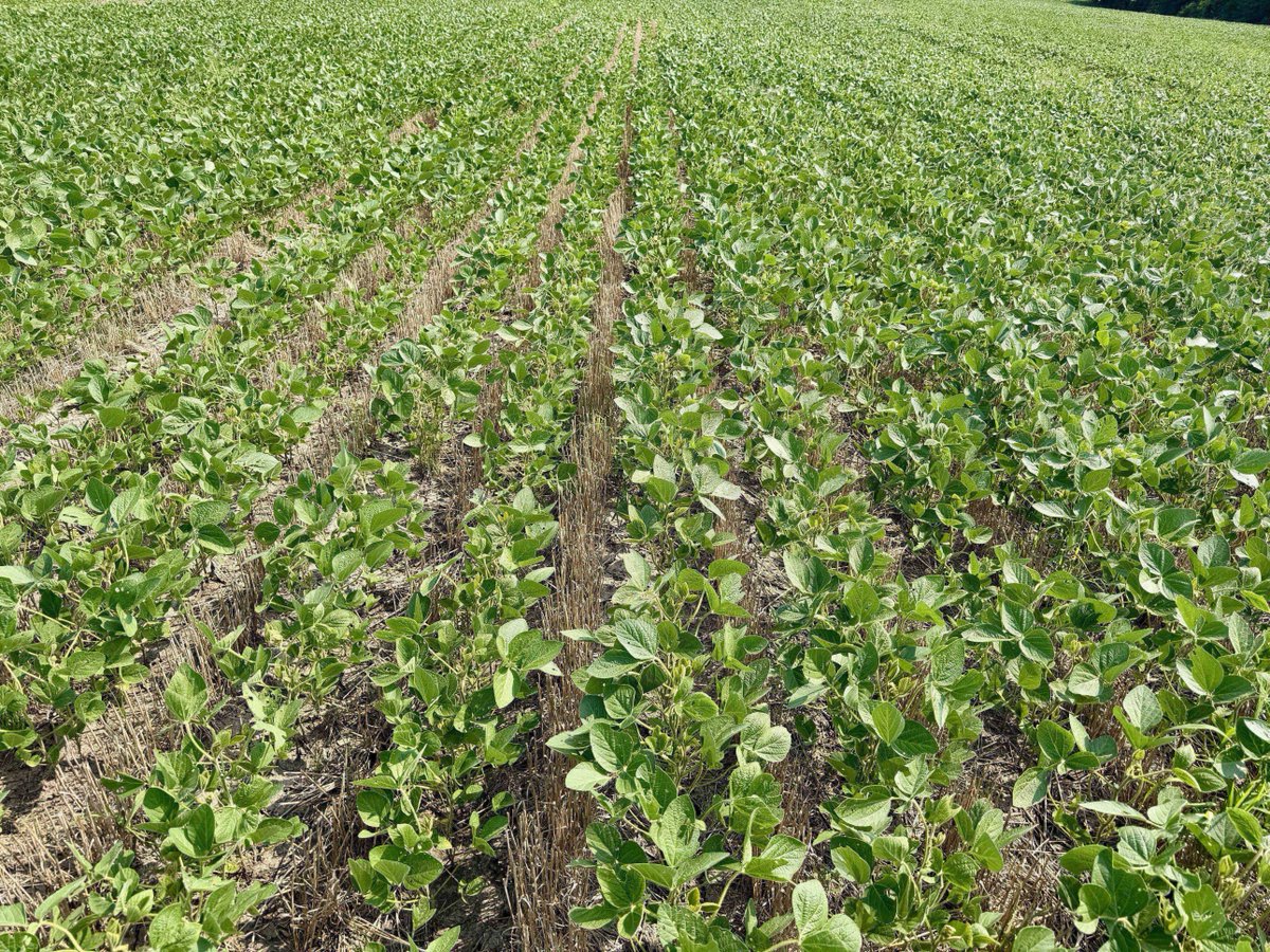 bw_fusion's tweet photo. Wheat residue fights double crop beans for every inch in July.

BioCast Max breaks it down fast: carbon becomes food, not a roadblock.

📍 Kansas https://t.co/a7cCUXqUlU