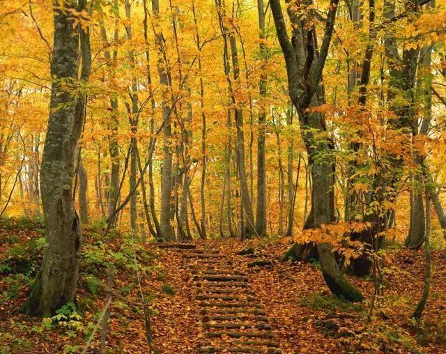 CPRPlumbingand's tweet photo. A gentle autumn breeze and golden maple leaves falling—perfect cozy afternoon vibes , https://t.co/DrbwJ62Er8